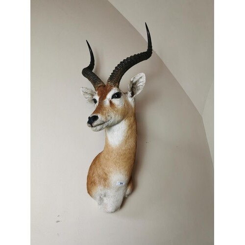 19th. C. taxidermy impala head{ 103cm H X 32cm W }