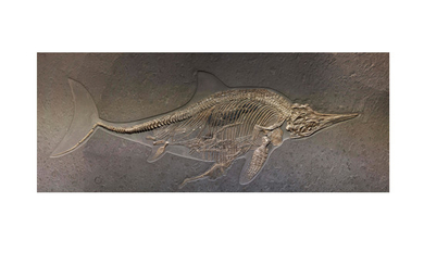 Marine Reptile with Four Babies - An Astounding Discovery