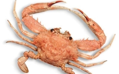 Crabe nageur - ventes aux enchères Drouot