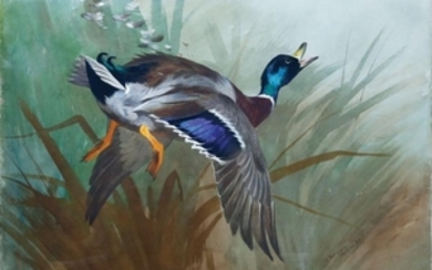Thorburn Watercolor of Mallard Duck in Flight