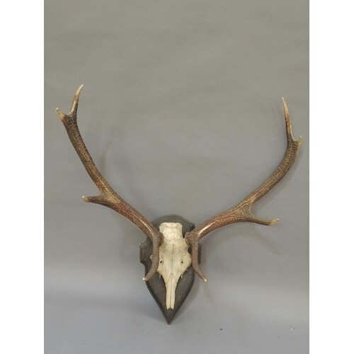 A set of adult deer antlers, 8 points, on a cut upper skull,...