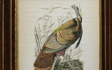 After John J. Audubon (AM 1781-1851)