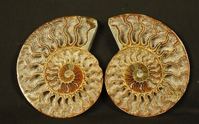 Ammonite sciée polie: Desmoceras Cretaceus,... - Lot 71 - FEE - Stanislas Machoïr