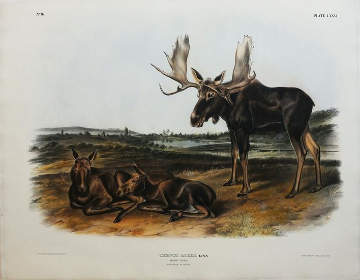 Audubon Lithograph, Moose Deer