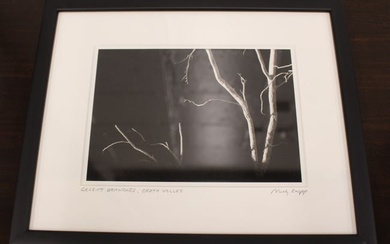 Black and White Photograph "Desert Branches, Death Valley" by Marty Knapp