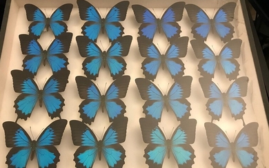 Papilio Ulysses de Ceram 16 ex