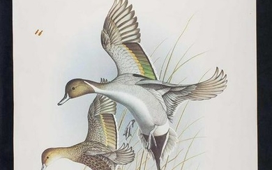 Dropping In Pintails Steve Dillard 1985 Signed Print