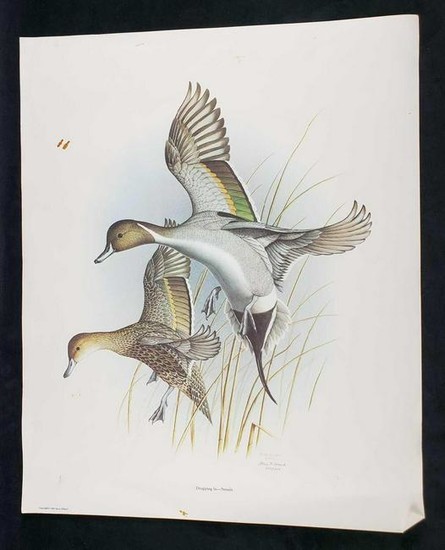 Dropping In Pintails Steve Dillard 1985 Signed Print