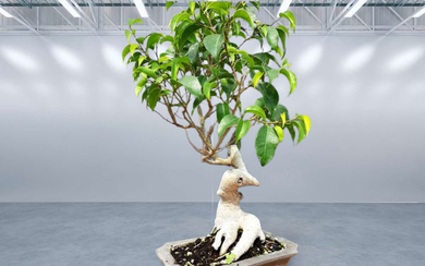 Ficus Wendy bonsai - the impressive trunk design is natural