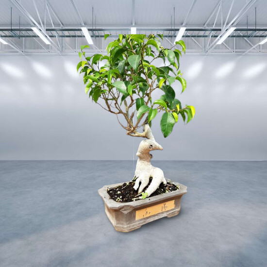 Ficus Wendy bonsai - the impressive trunk design is natural