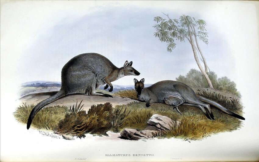 Gould - A Monograph of the Macropodidae (Kangaroos)