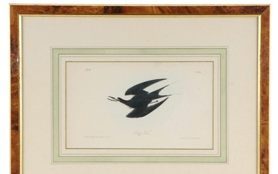 Hand-Colored Lithograph After John James Audubon "Sooty Tern," 19th Century