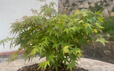 Japanese maple bonsai (Acer palmatum) - Japan