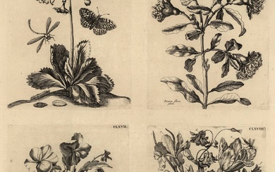Merian, Maria Sibylla (1647-1717). (Flowers and insects). Lot of 62...