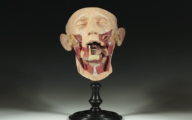 Rare modèle anatomique de tête humaine. 20e siècle, non signé, masse et plâtre, détaillé et...