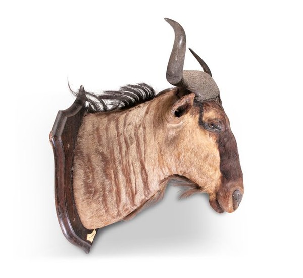 TAXIDERMYA WILDEBEESTE HEAD TROPHY, mounted on an …