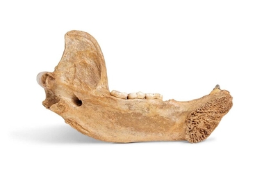 THE FOSSILISED JAW BONE OF AN EXTINCT CAVE BEAR, URSUS SPELAEUS