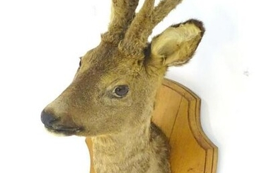 Taxidermy: a mid-20thC Continental head mount of a Roe