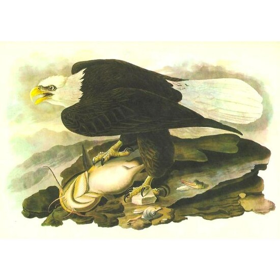 c.1946 Audubon Print, #31 Bald Eagle
