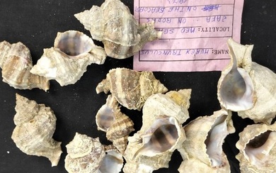 extensive snails with 132 pieces collection ┼ Taxidermy wall mount - verschiedene - 0 cm - 0 cm - 0 cm - Non-CITES species - 132