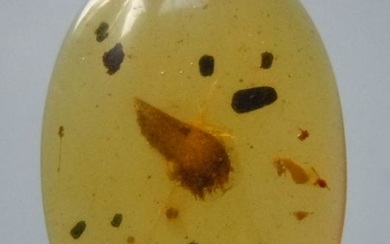 100 MILL YEARS OLD BURMITE AMBER WITH PLANT INCLUSION
