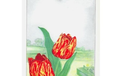 1920's Tulip Color Lithograph Print