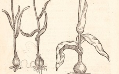 Dodoens | A niewe herball, 1578