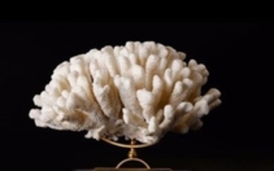 Massif de corail Pocillopora Eydouxi Provenance...