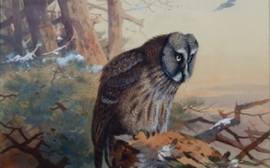 Thorburn Watercolor of Great Grey Owl