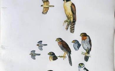 Gwynne Brazillian Bird Watercolor