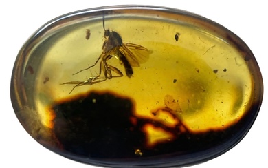 A FOSSIL MOSQUITO IN DINOSAUR AGED BURMESE AMBER Mosquito...