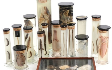 A collection of preserved animals in alcohol and show cases. Early 20th century. H. 3–36 cm. (41)