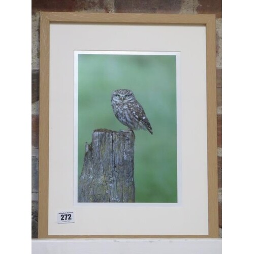 A photographic print of a Little Owl, frame size 43cm x 33cm...