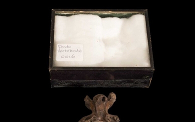 AN EXCEPTIONALLY RARE DODO BONE, MAURITIUS, BEFORE 1690