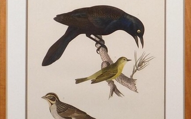 Alexander Lawson after Titian Ramsay Peale: Female Crow Blackbird, Orange-Crowned Warbler, Lark Finch