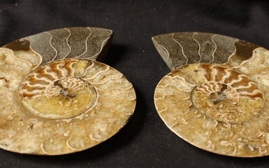 Ammonite sciée polie: Desmoceras Cretaceus,... - Lot 72 - FEE - Stanislas Machoïr