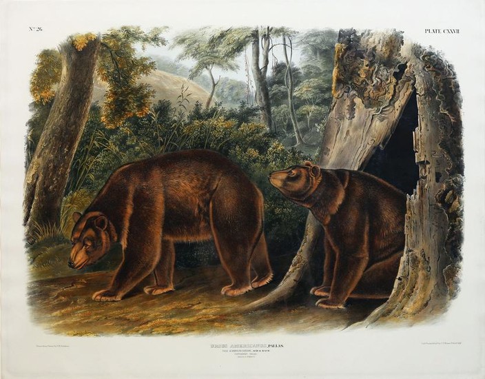 Audubon Lithograph, Cinnamon Bear