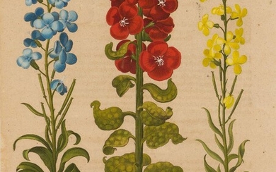 Basilius Besler, German 1561-1629- Six Botanical Studies from "Hortus Eystettensis"; hand-coloured copper engravings on laid paper, each 48 x 39.5 cm., six (6). Provenance: Private Collection, UK. Note: The present works are presumably third...
