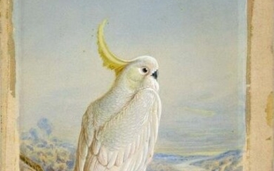 Fuertes Original Watercolor of a Cockatoo