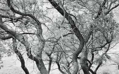 PATRICK JABLONSKI - Oak Trees, Arizona, 1989