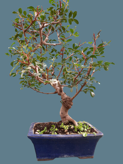 Pistacia lentiscus Bonsai tree 25 year old plant