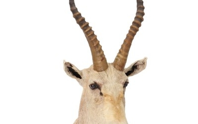 Shoulder mounted African antelope. H. 82 cm.