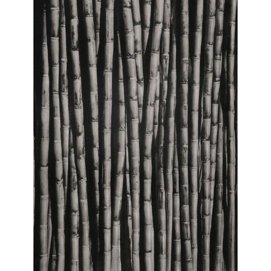 TINA MODOTTI - Bamboo Stems, 1926