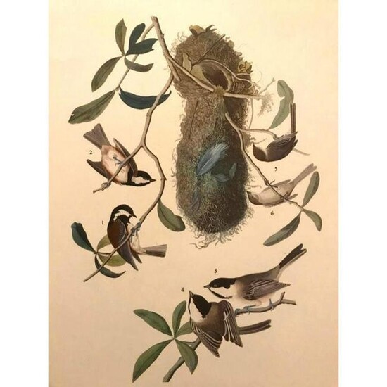 c1946 Audubon Print, #353 Chickadees And Bush-Tit