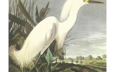 c1950 Audubon Print, Snowy Egret