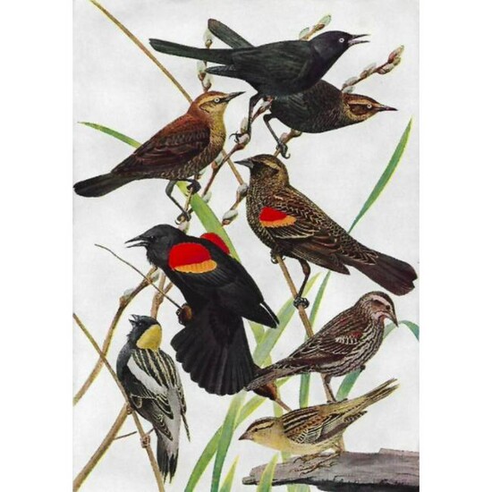 1936 Pearson Birds, Blackbirds