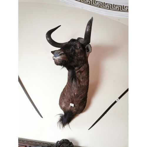19th. C. taxidermy wildebeest head { 110cm H X 42cm W }
