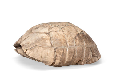 Fossil Tortoise