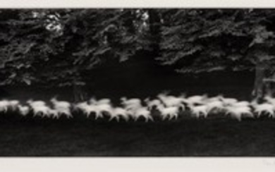 CAPONIGRO, PAUL (b. 1932) Running White Deer, Wicklow, Ireland