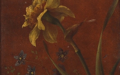Emma Thomsen: A daffodil. Signed Emma Thomsen. Oil on paper laid on cardboard. 22×18 cm.